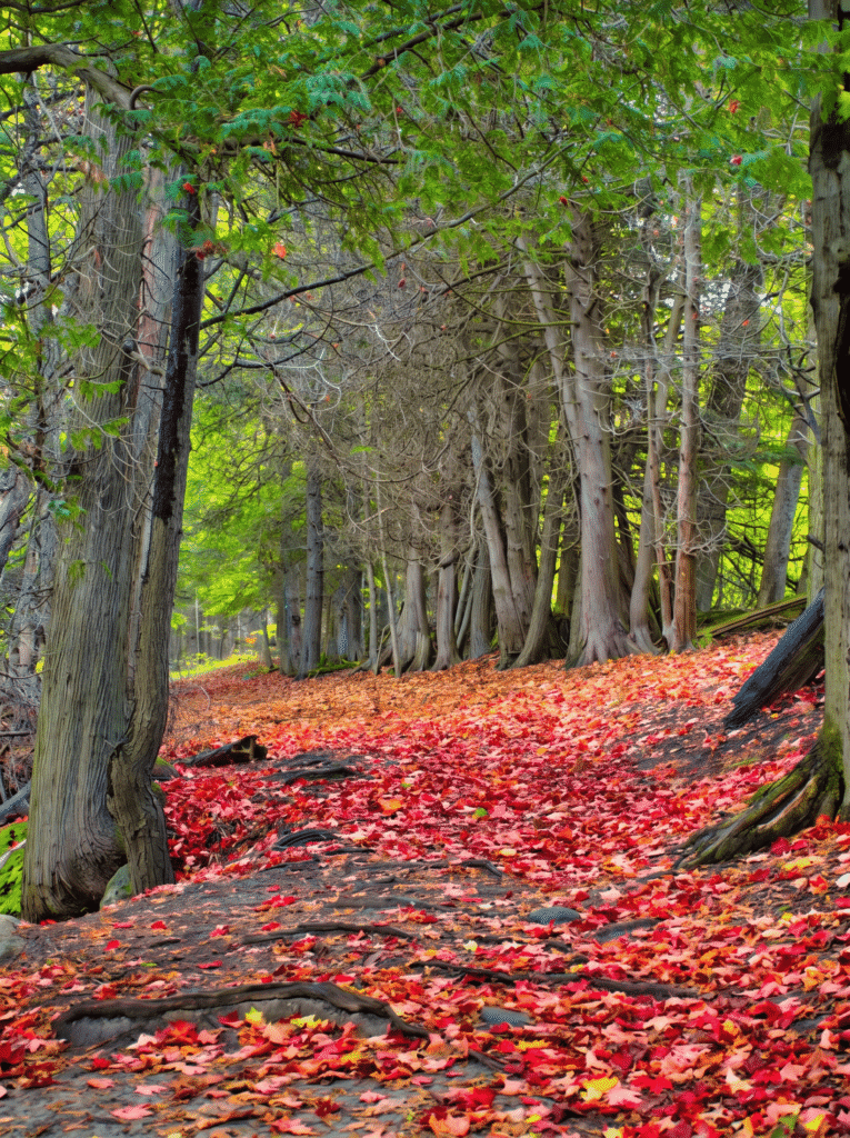 fall-colours-near-toronto-ontario