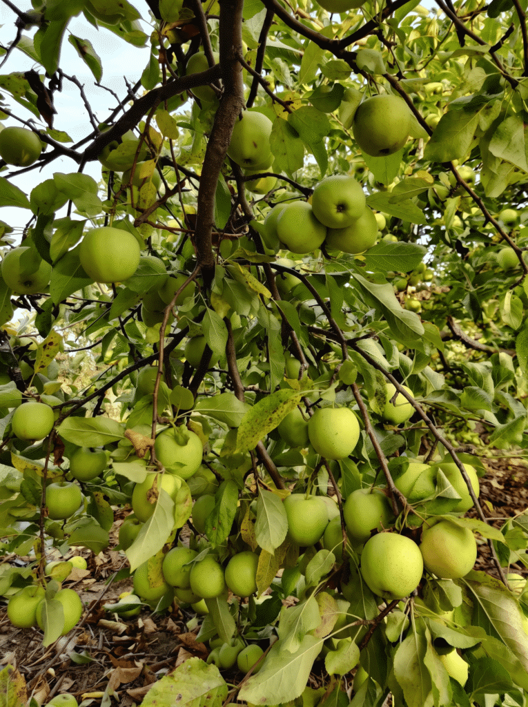 toronto-apple-picking-fall