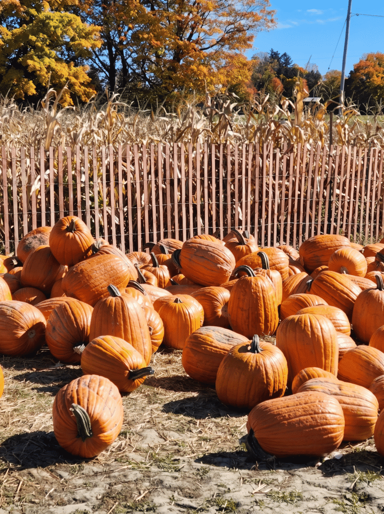 toronto-pumpkin-patch-fall